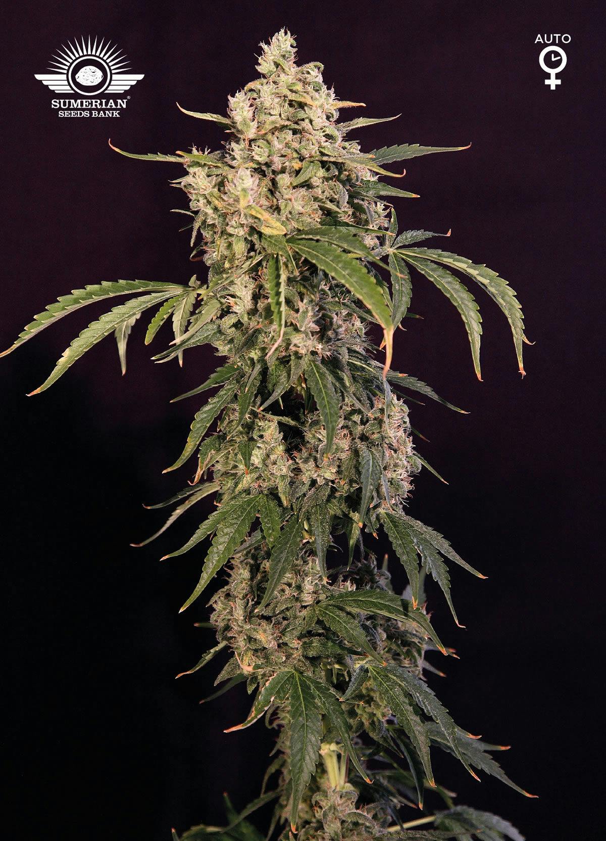 Sumerian Seeds Bank - KISHAR - 1