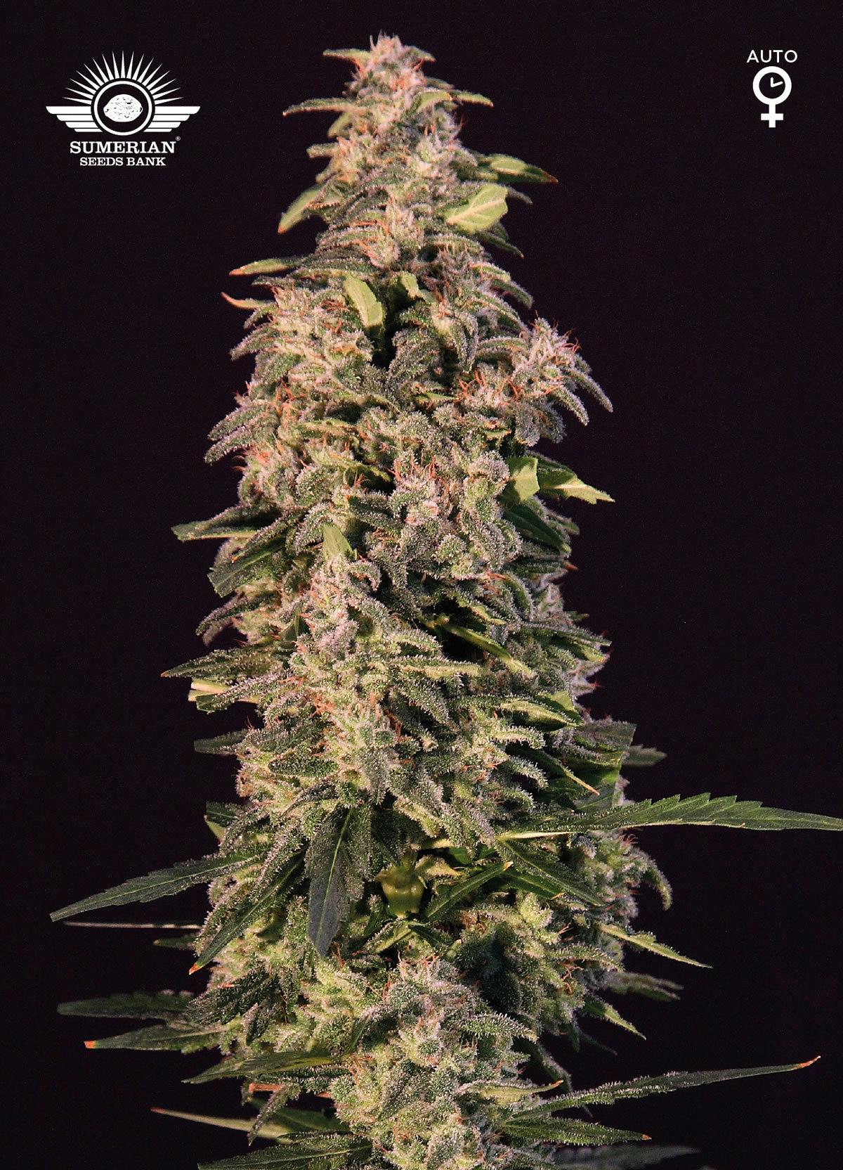 Sumerian Seeds Bank - MUMMU - 1