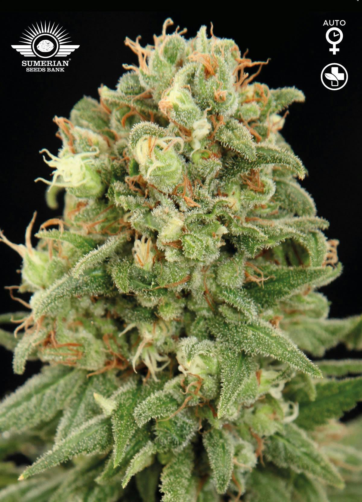 Sumerian Seeds Bank - TIAMAT CBD - 1