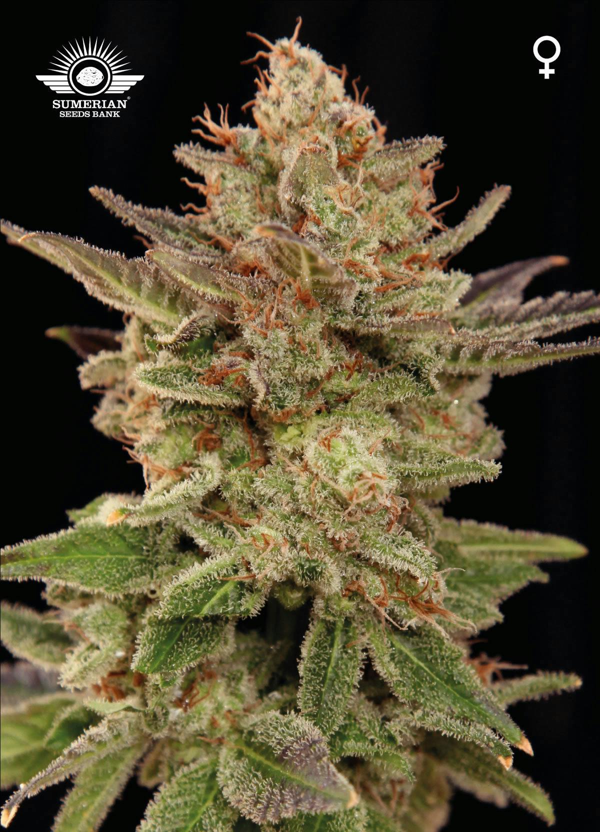 Sumerian Seeds Bank - ANSHAR - 1