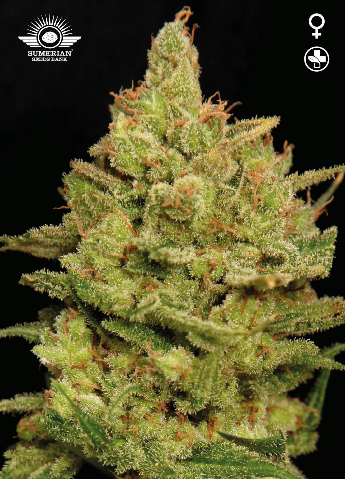 Sumerian Seeds Bank - ANU CBD - 1