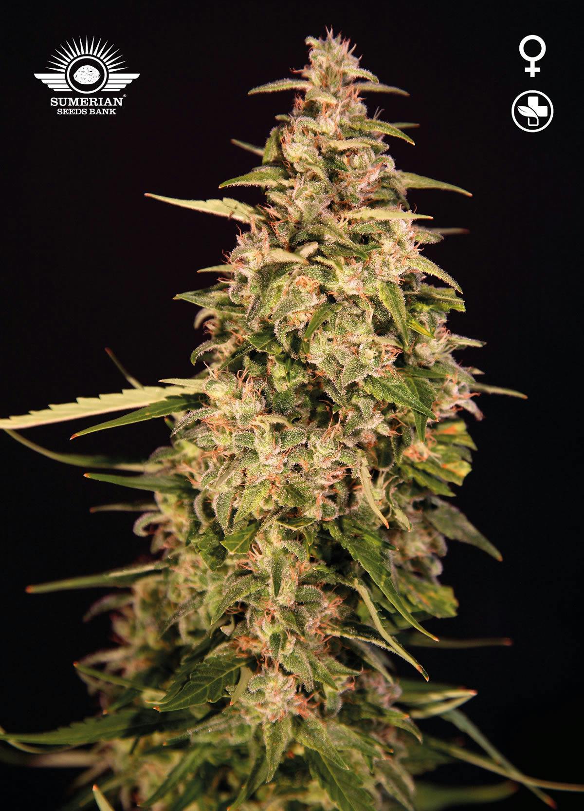 Sumerian Seeds Bank - EA CBD - 1