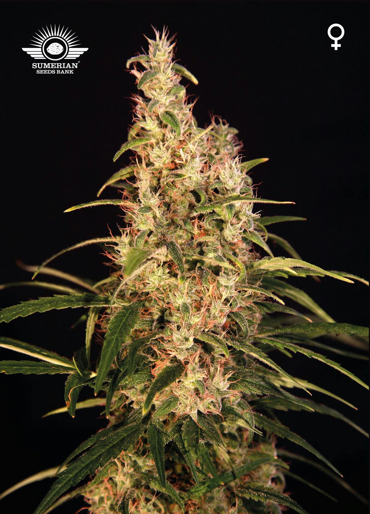 Sumerian Seeds Bank - KINGU - 1