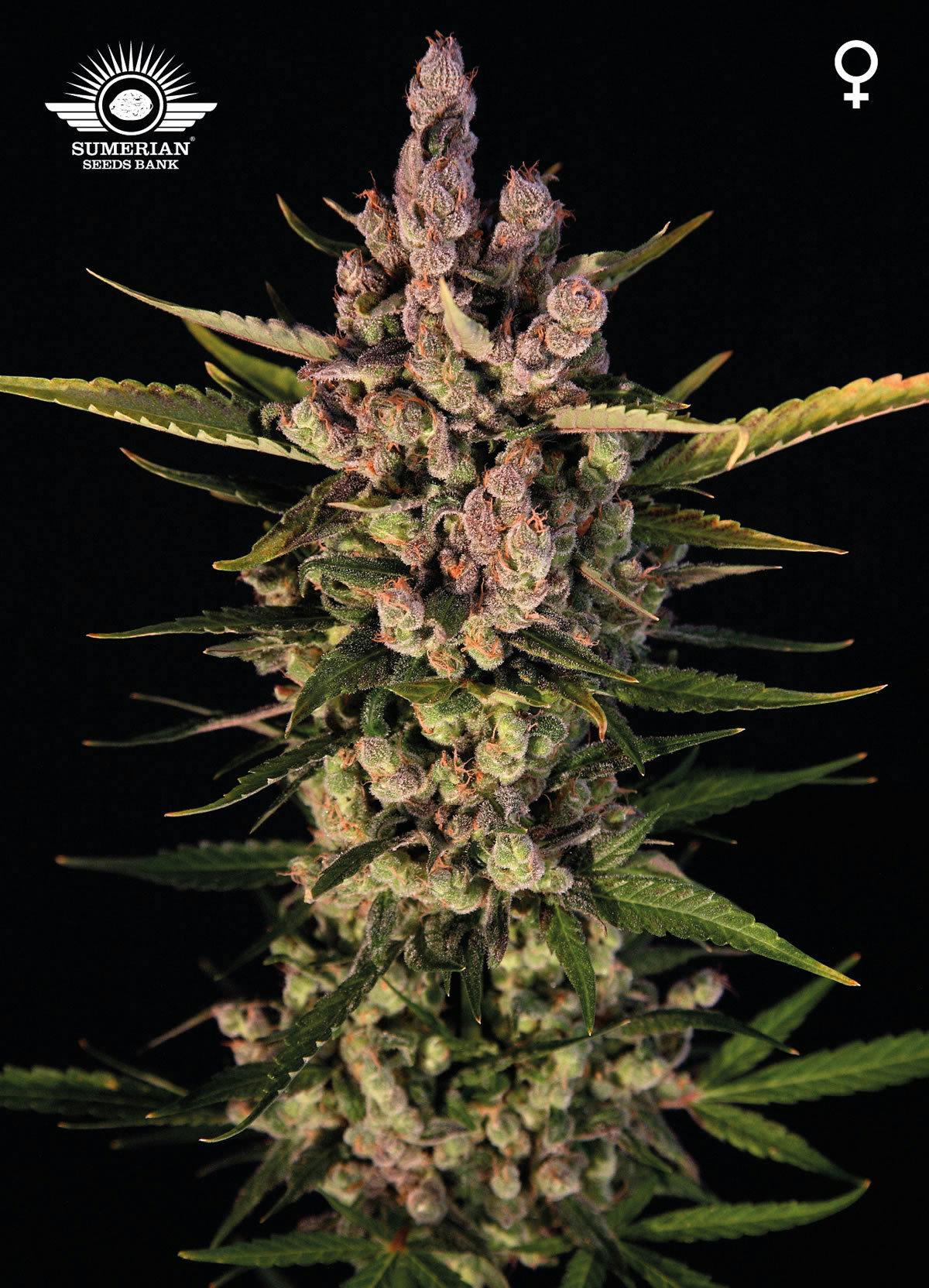 Sumerian Seeds Bank - LAHMU - 1