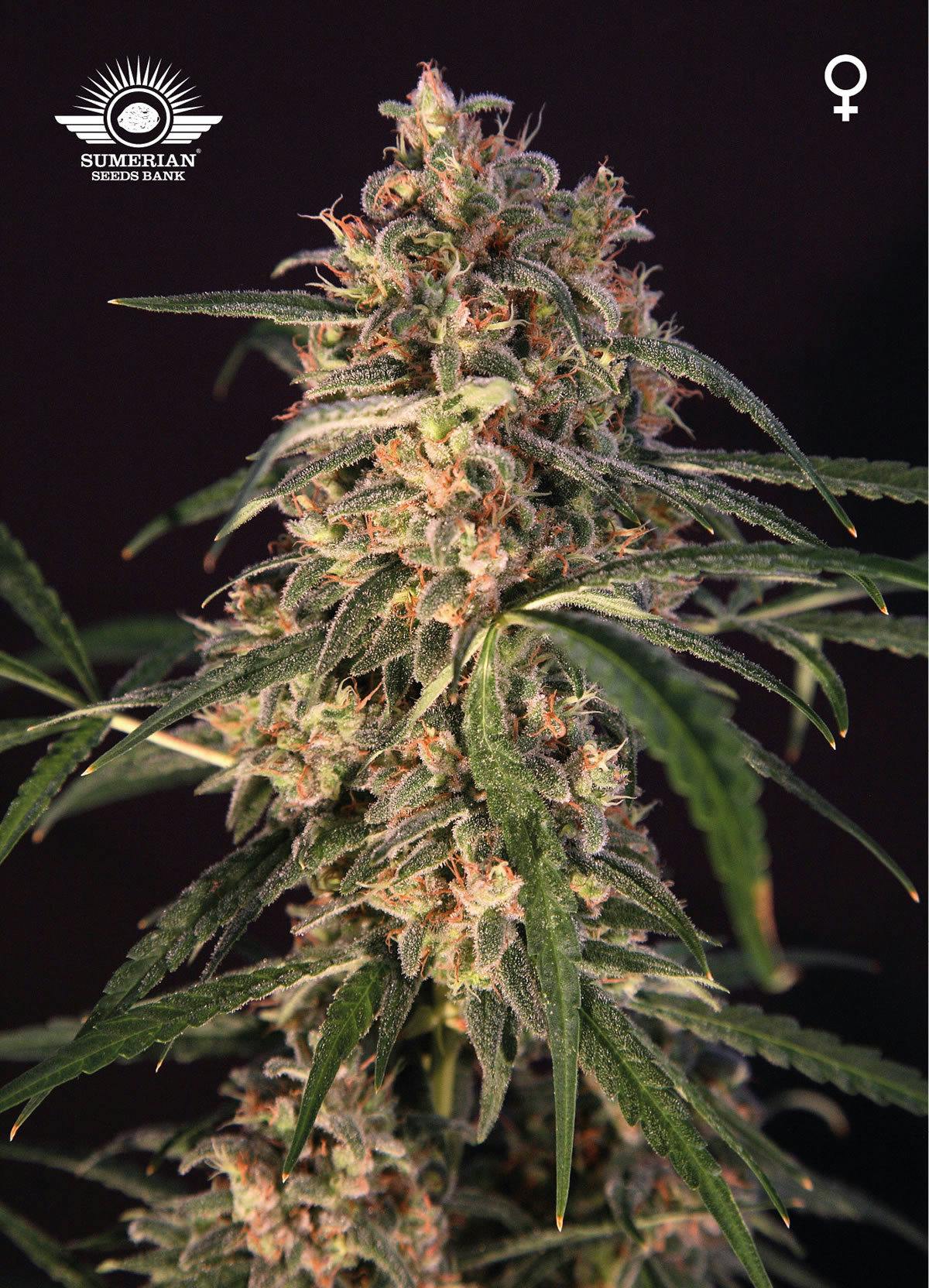 Sumerian Seeds Bank - NIBIRU - 1