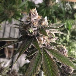 CommCan - Rudeboi OG - 1