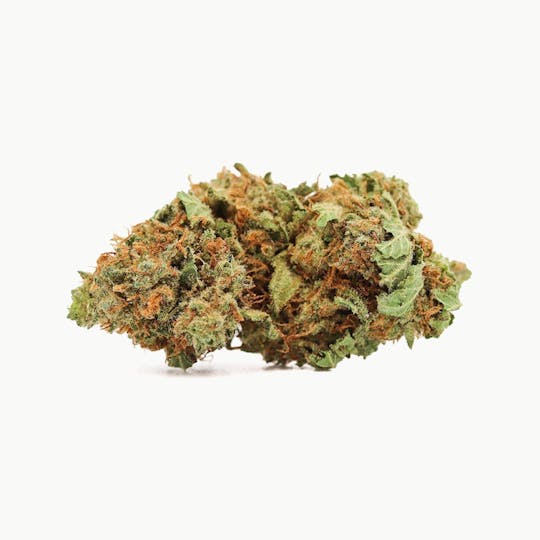 Elevation 207 - Papaya - 1