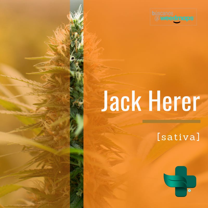 Farma Verde Jack Herer Weedmaps