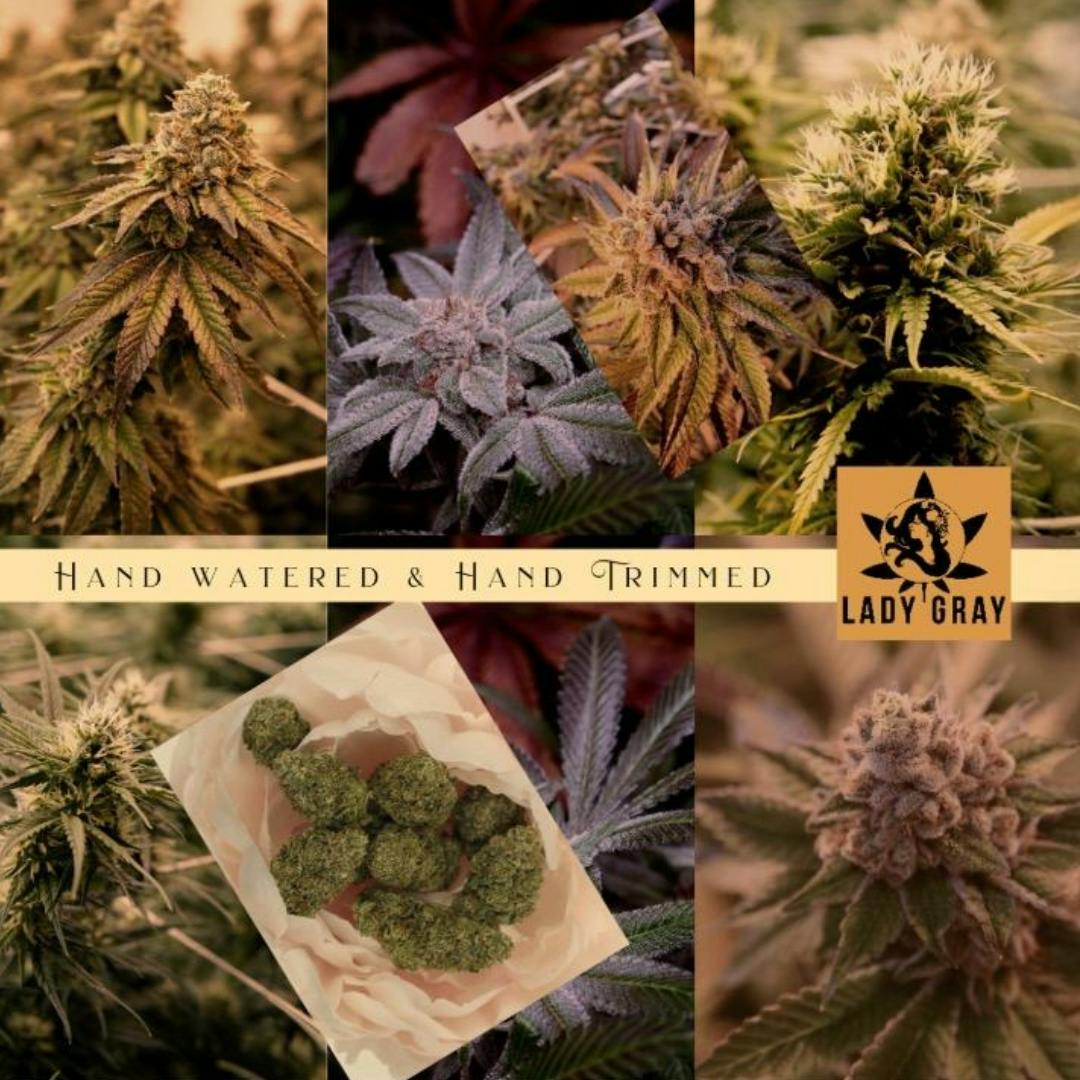 Lady Gray Gourmet Medibles - Lady Gray - Flower - Moonshine Ghost Train Haze Flower - 1