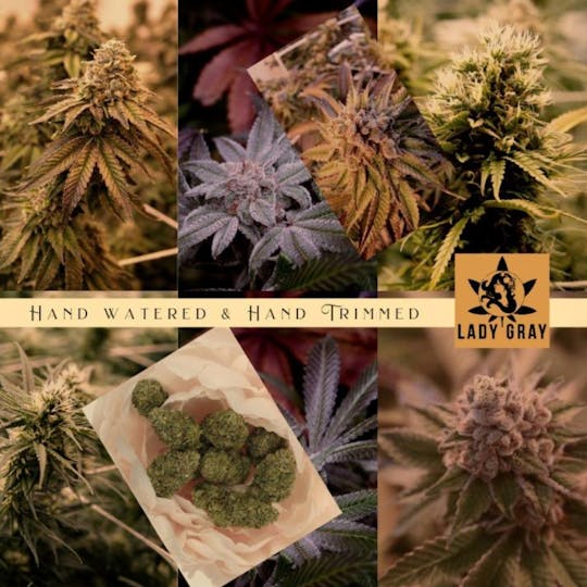 Lady Gray Gourmet Medibles - Lady Gray - Flower - Moonshine Ghost Train Haze Flower - 1