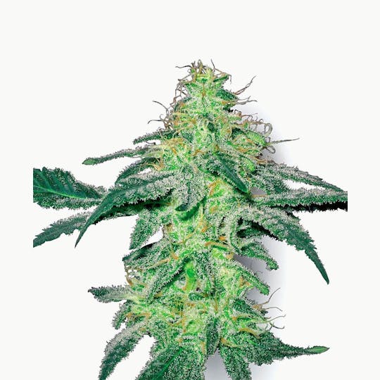 Sensi Seeds - White Skunk Feminized - 1