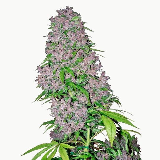 Sensi Seeds - Purple Bud Feminized - 1