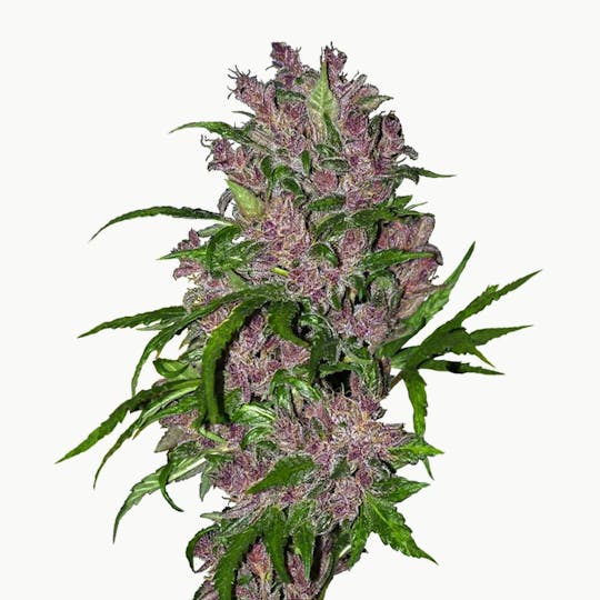 Sensi Seeds - Purple Bud Automatic - 1
