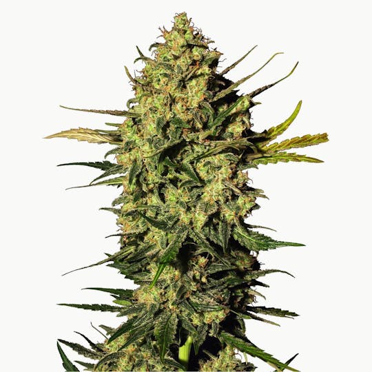 Sensi Seeds - Master Kush Automatic - 1