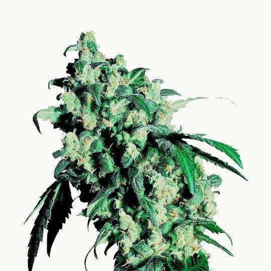 Sensi Seeds - Super Skunk Feminized - 1