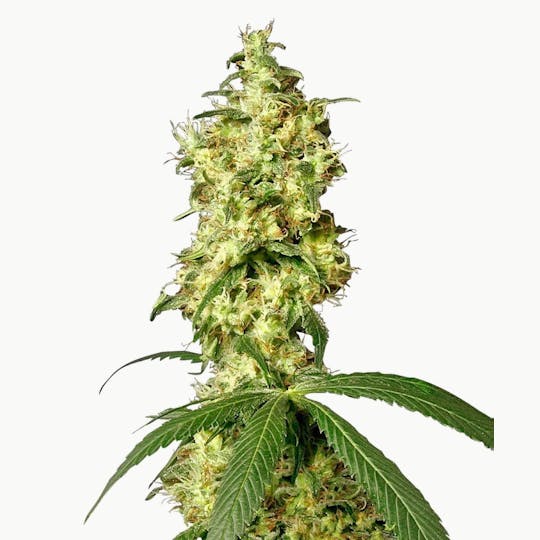 Sensi Seeds - White Widow Automatic - 1