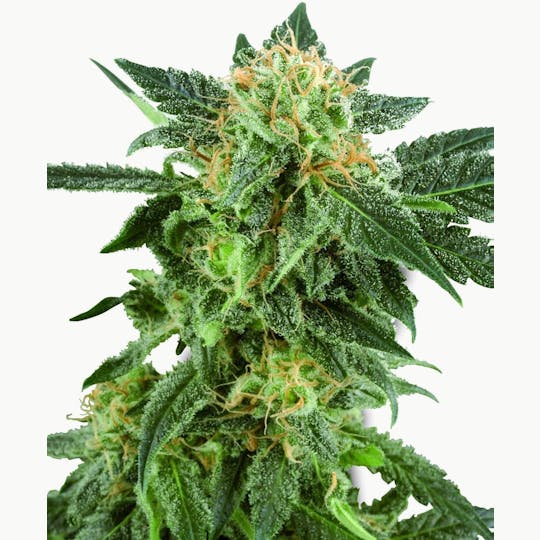 Sensi Seeds - Snow Ryder Automatic - 1