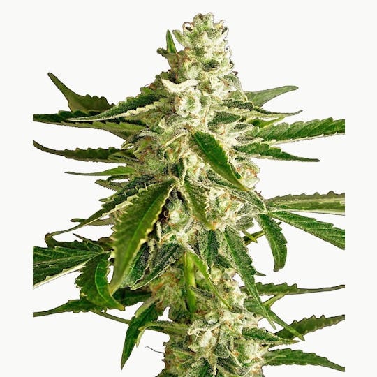 Sensi Seeds - White Diesel Haze Automatic - 1