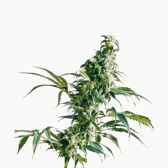 Sensi Seeds - Mexican Sativa® - 1