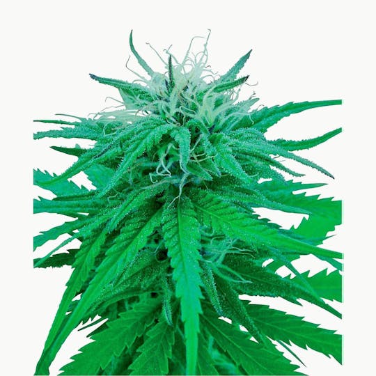 Sensi Seeds - Ruderalis Indica® - 1