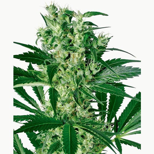 Sensi Seeds - X Haze Feminized - 1