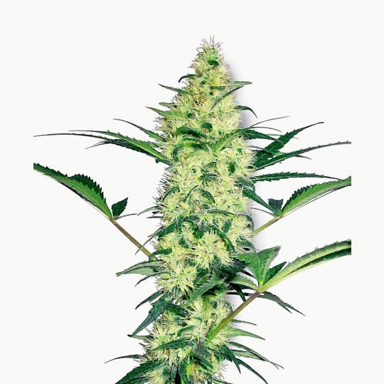 Sensi Seeds - White Diesel Feminized - 1