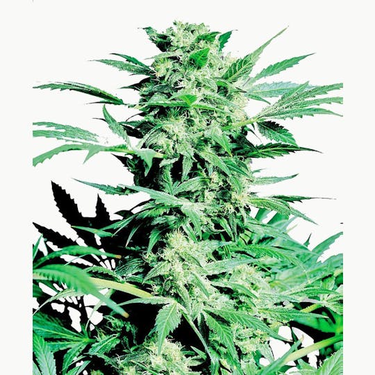 Sensi Seeds - Shiva Skunk Feminized - 1