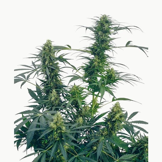 Sensi Seeds - Guerrilla's Gusto® - 1