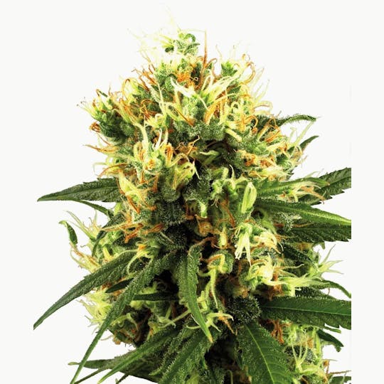Sensi Seeds - White Haze Automatic - 1