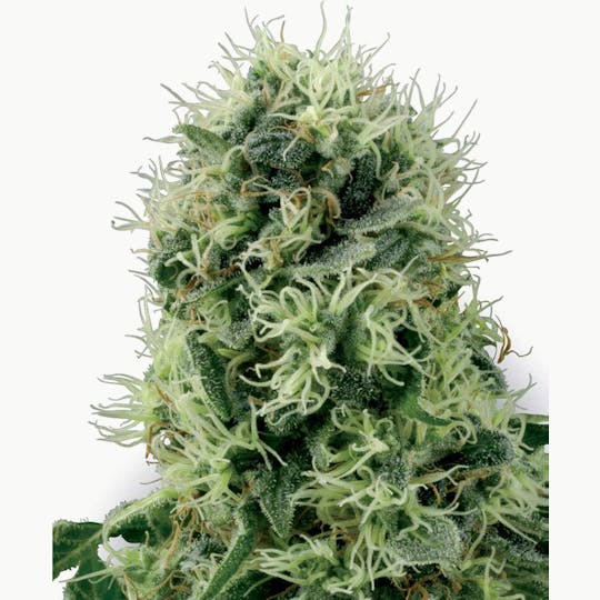 Sensi Seeds - Pure Power Plant Feminized - 1