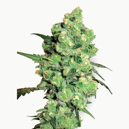 Sensi Seeds - Super Skunk - 1