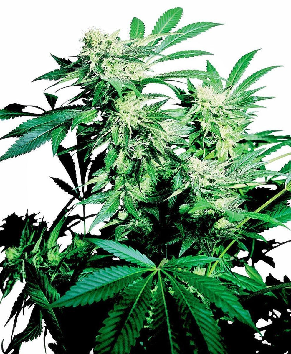 Sensi Seeds - Skunk Kush Feminized - 1