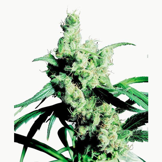 Sensi Seeds - Silver Haze® - 1