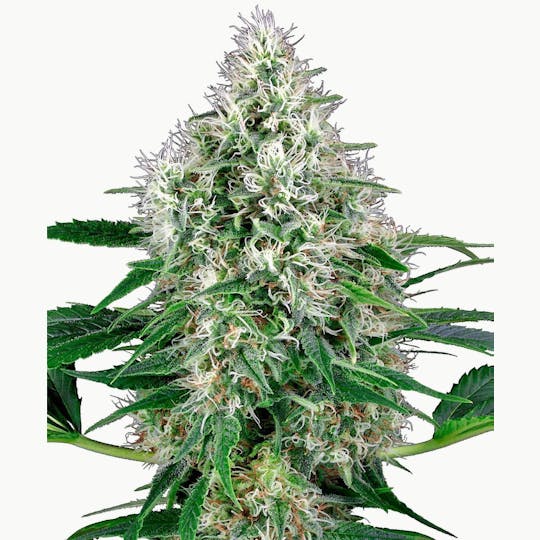 Sensi Seeds - Pure Power Plant Automatic - 1