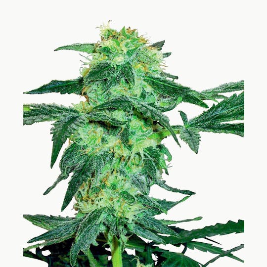 Sensi Seeds - White Ice Feminized - 1