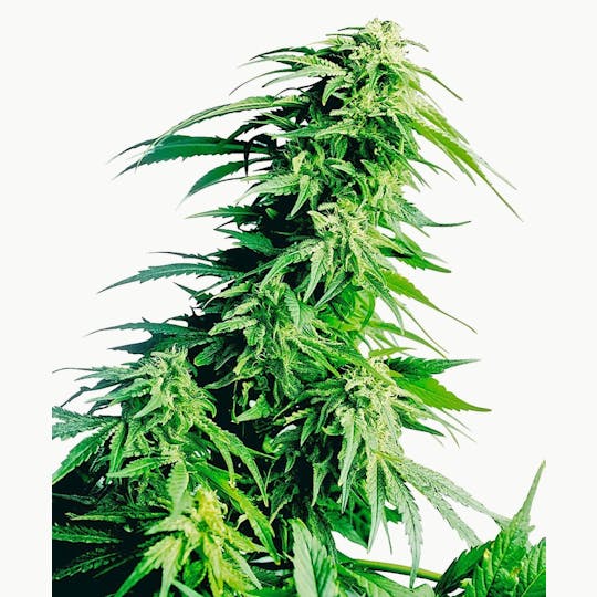 Sensi Seeds - Hindu Kush® - 1
