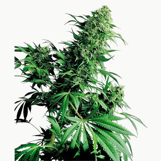 Sensi Seeds - Shiva Shanti® - 1