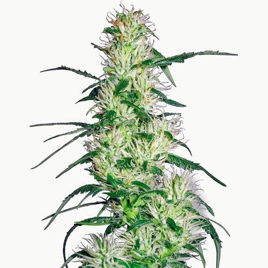 Sensi Seeds - Purple Haze Feminised - 1