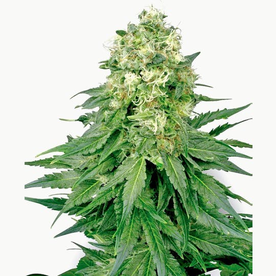 Sensi Seeds - White Widow Feminized - 1