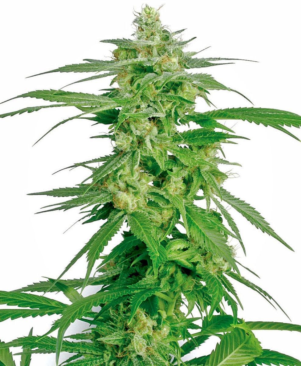 Sensi Seeds - Hollands Hope - 1