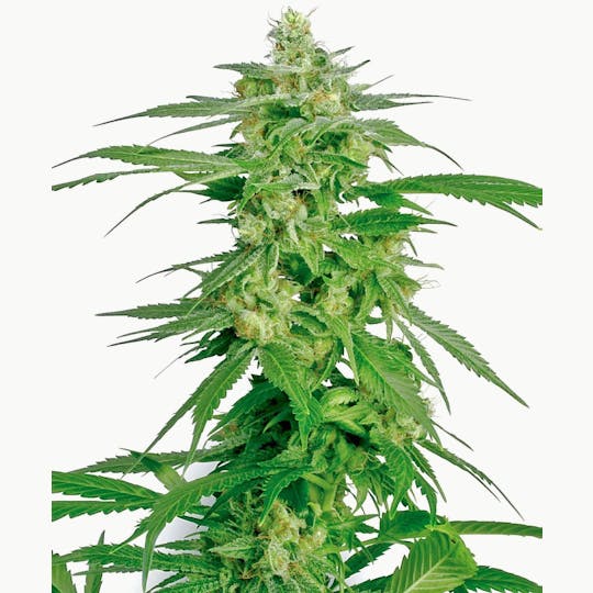 Sensi Seeds - Hollands Hope - 1