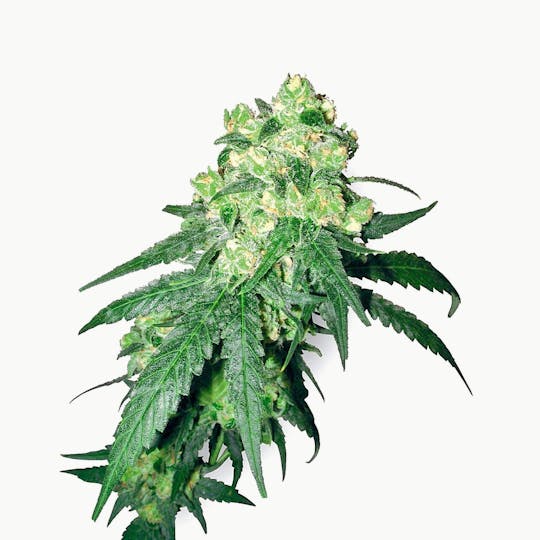 Sensi Seeds - White Label Rhino - 1