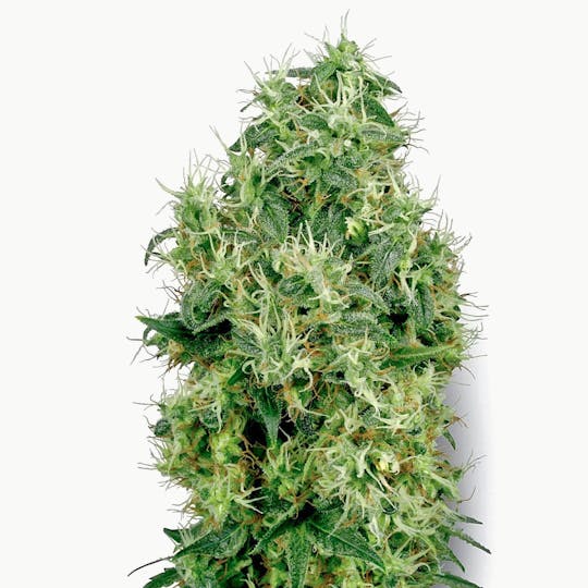 Sensi Seeds - White Gold Feminized - 1