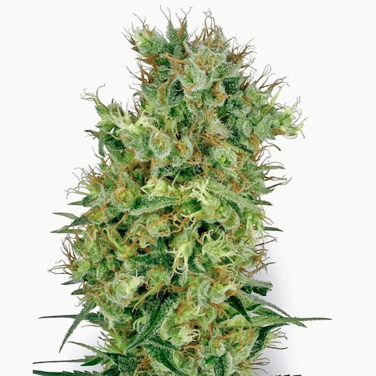 Sensi Seeds - Cali Orange Bud - 1