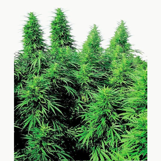 Sensi Seeds - Ruderalis Skunk® - 1