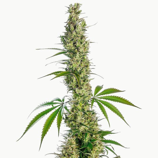 Sensi Seeds - Eagle Bill® - 1