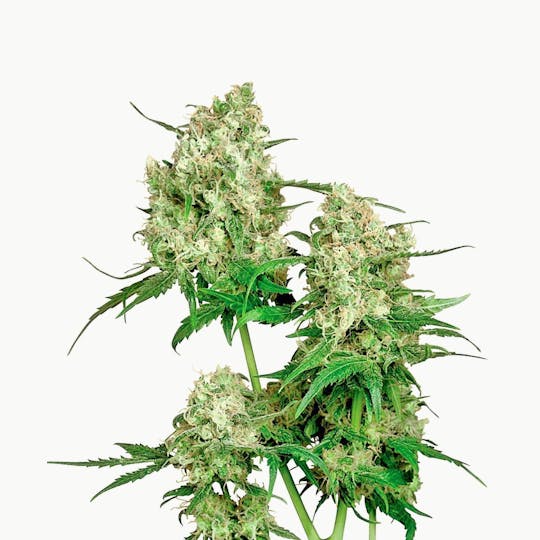 Sensi Seeds - Maple Leaf Indica® - 1