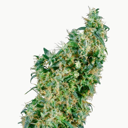 Sensi Seeds - First Lady® - 1