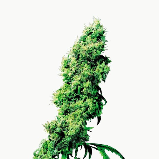 Sensi Seeds - Four-Way® - 1