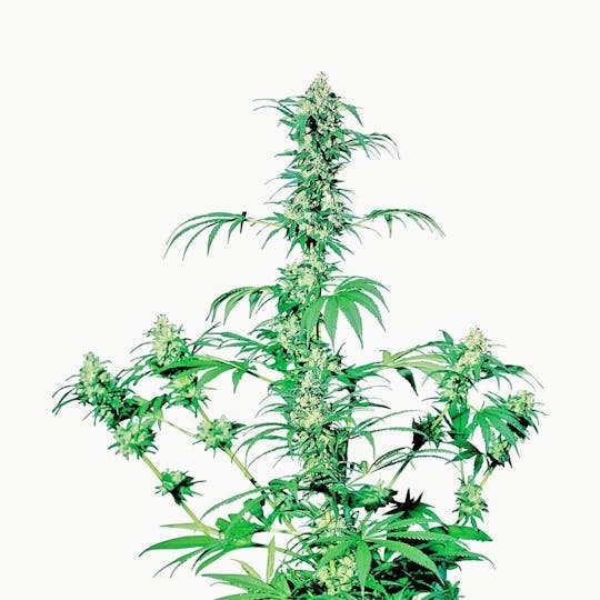 Sensi Seeds - Early Girl® - 1